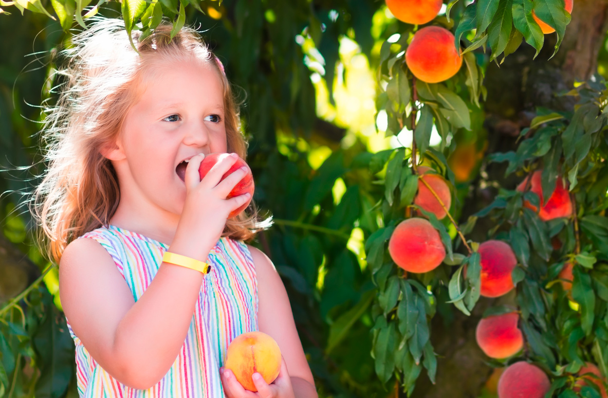 La qualité des fruits du Domaine Bayard