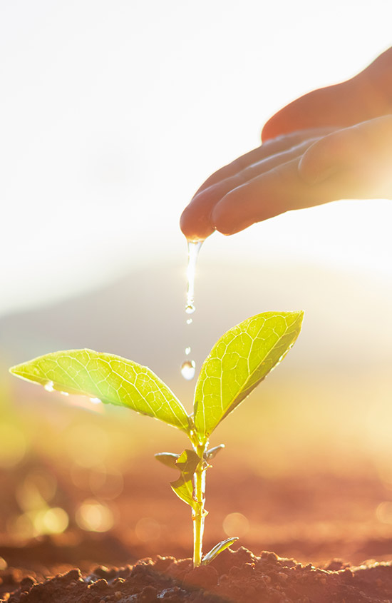 Arrosage controlé des arbres fruitiers